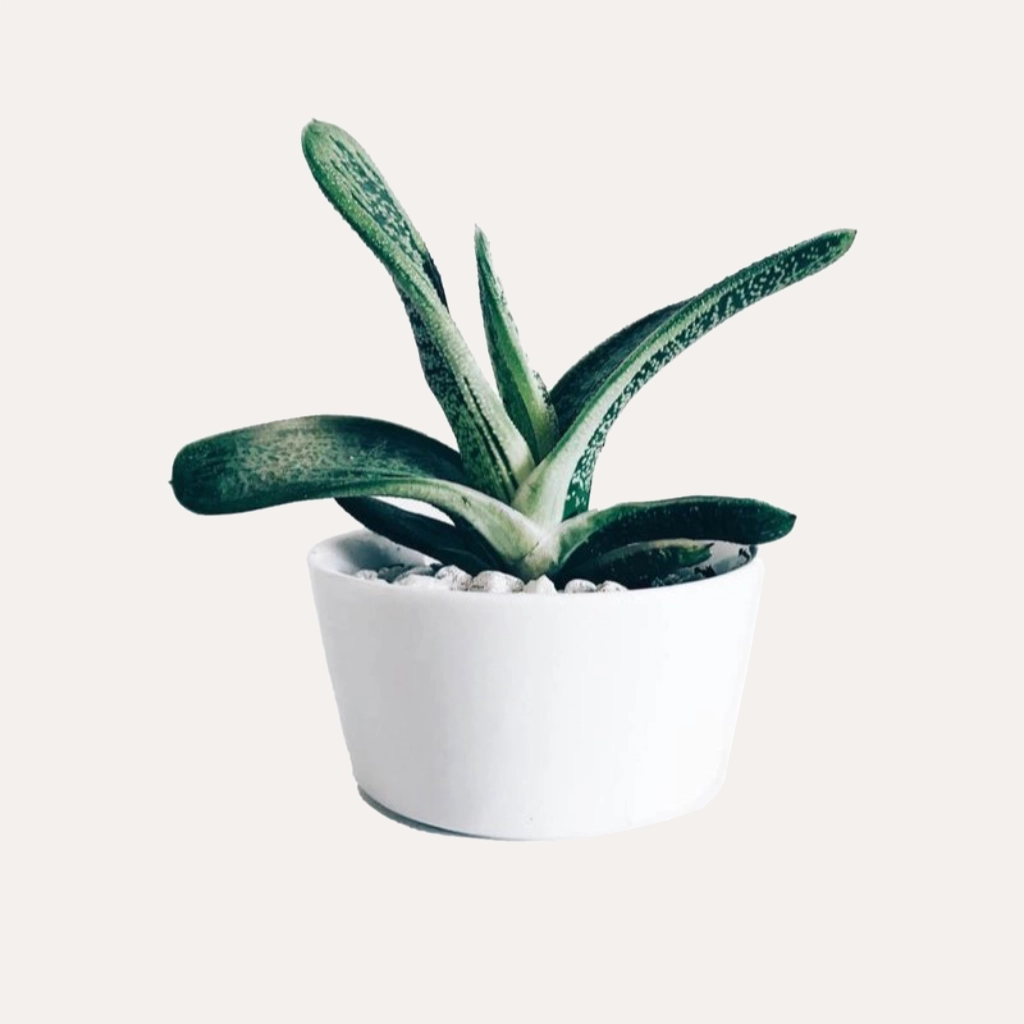 Small Ceramic Pot