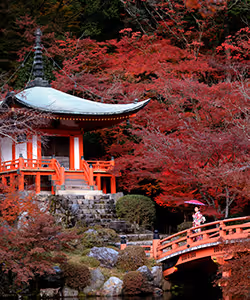 Traditioneller japanischer Tempel neben rotem Holzbogen und Bäumen mit herbstroten Blättern.