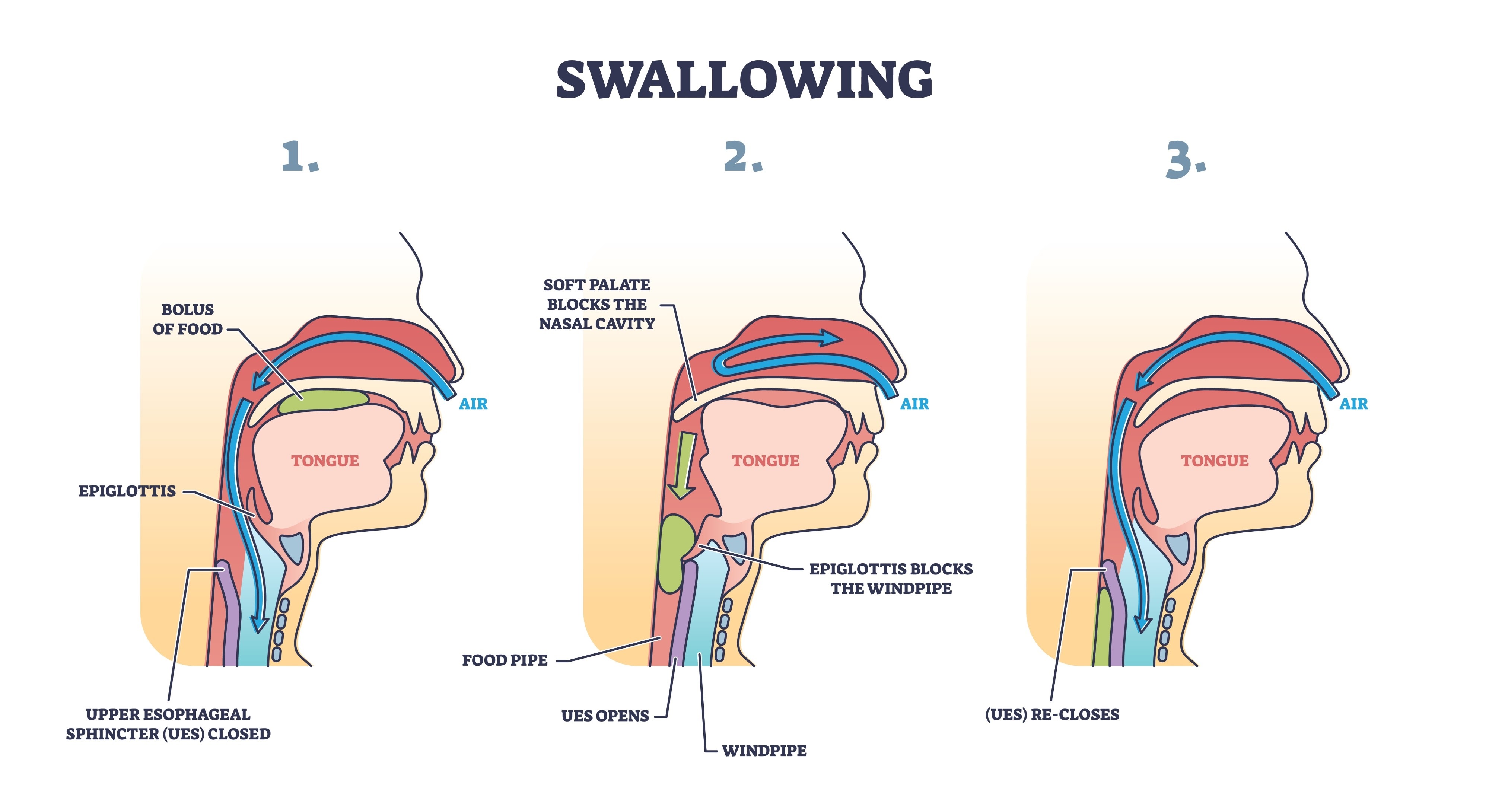 Imagen de swallowing mechanism diagram