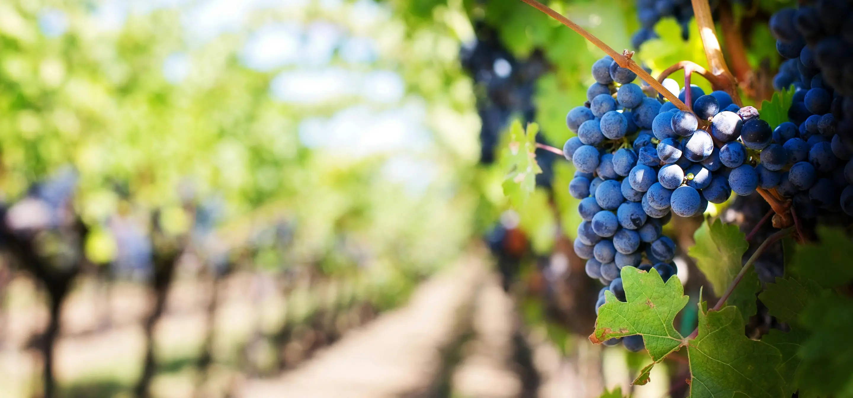 Bespoke Luxury Bordeaux Tours