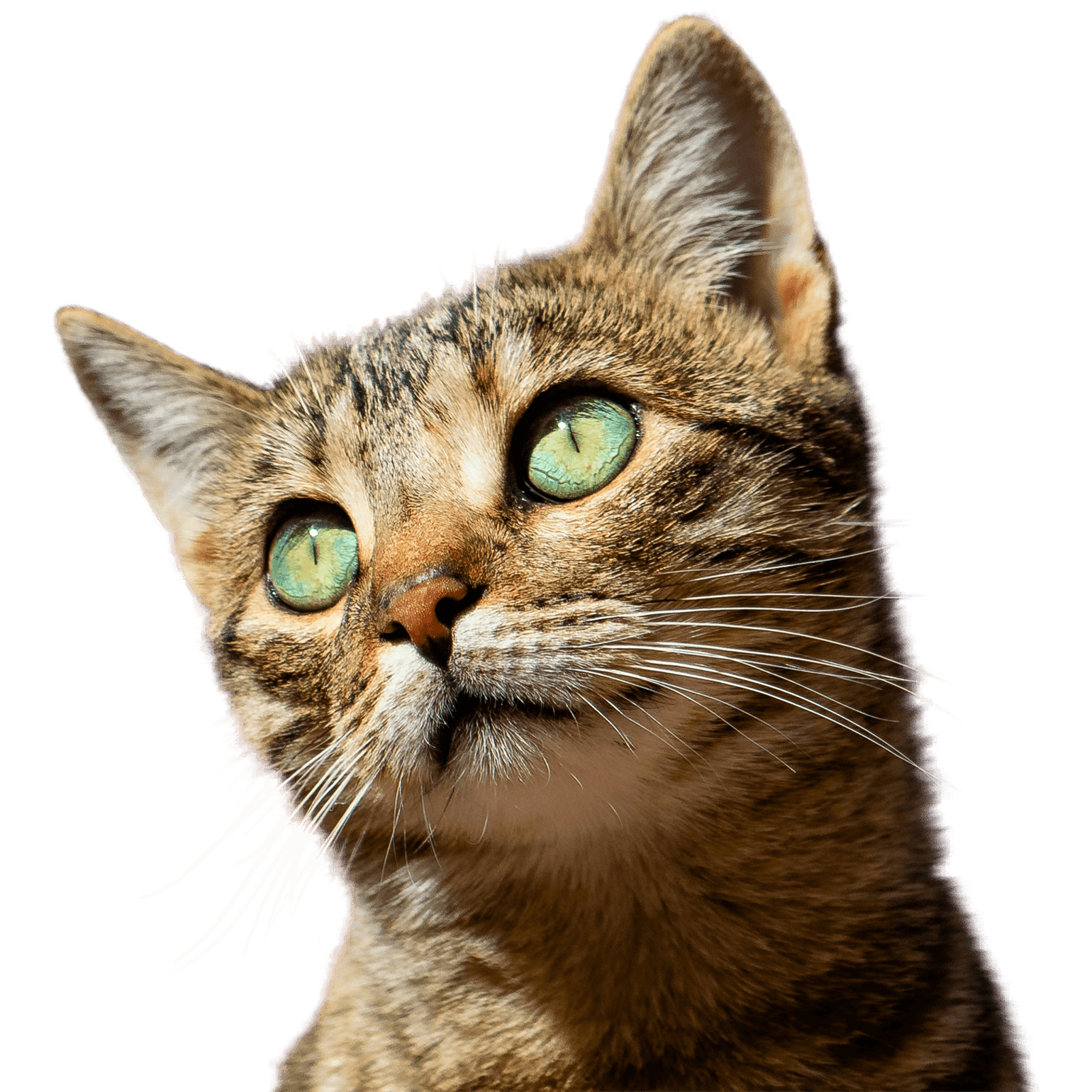 Close-up of a tabby cat with green eyes looking upward against a transparent background.