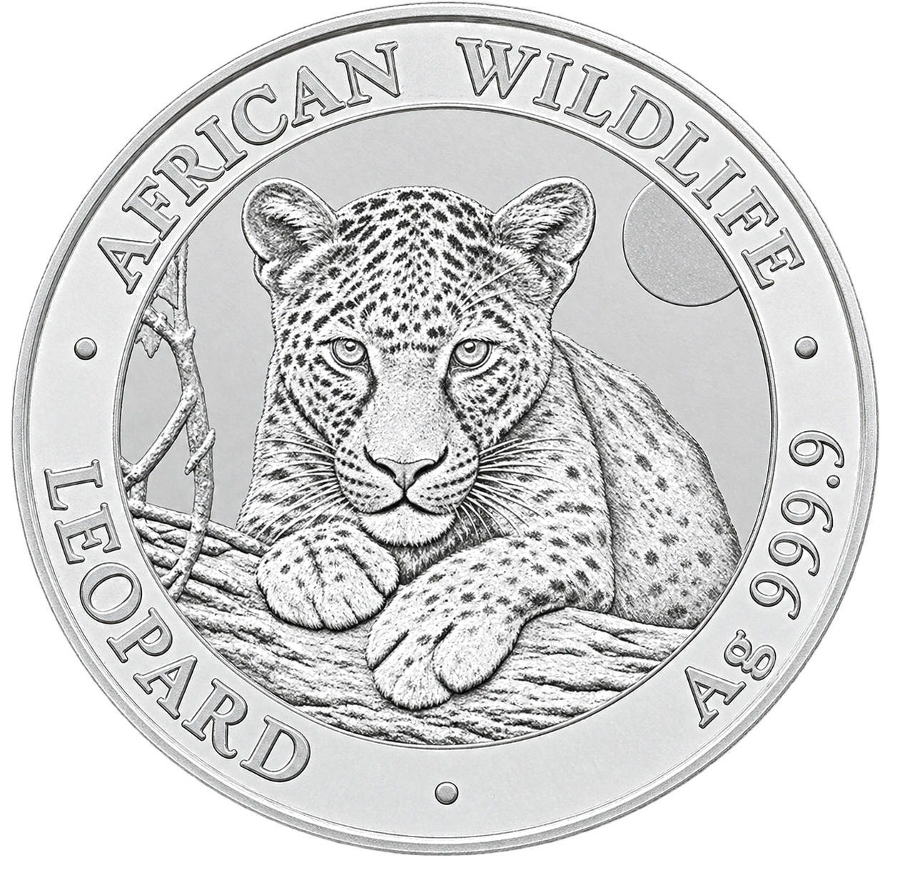 Somalia Leopard