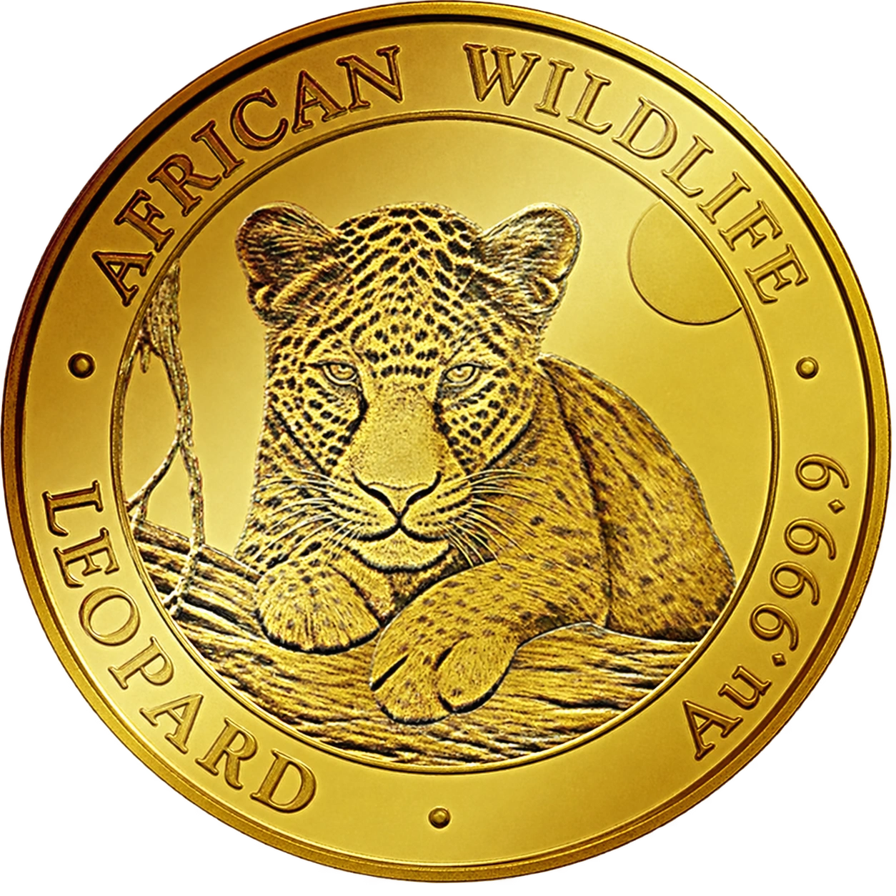 Somalia Leopard