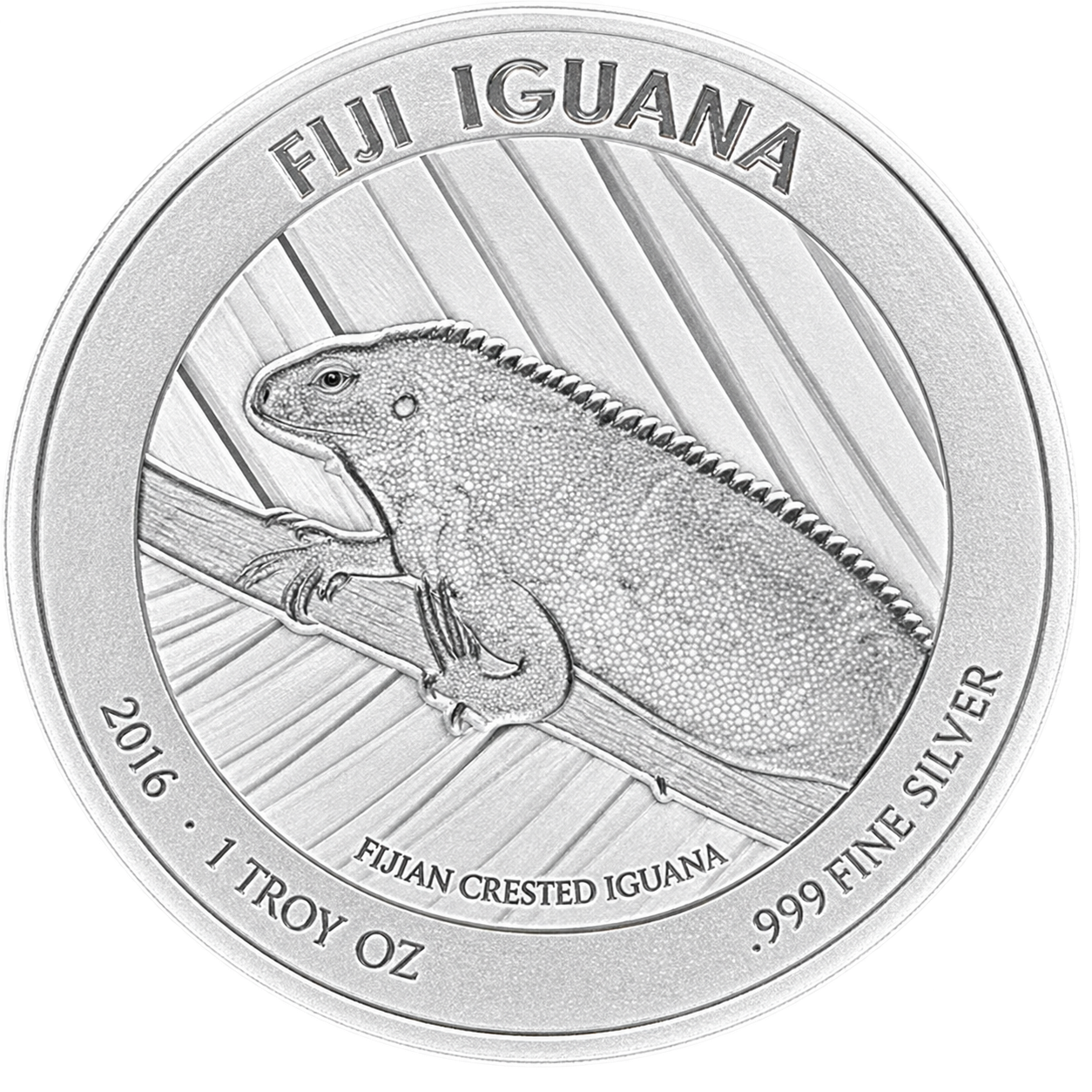 Fiji Iguana
