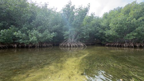 Mangrove trees with exposed roots growing in shallow, clear water.