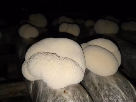 Lion’s Mane mushrooms growing from cultivation blocks.