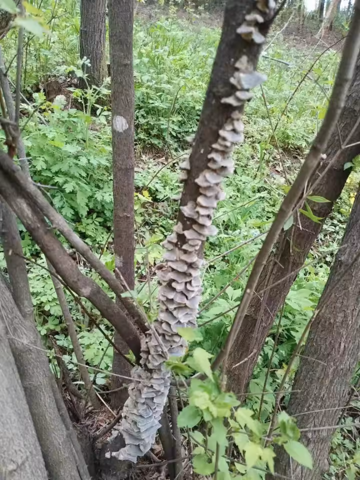 Turkey tail mushrooms growing on hardwood logs in cultivation rows