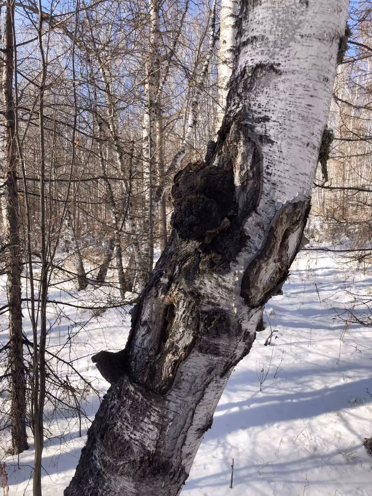 Chaga mushroom growing naturally on a tree in a winter forest.