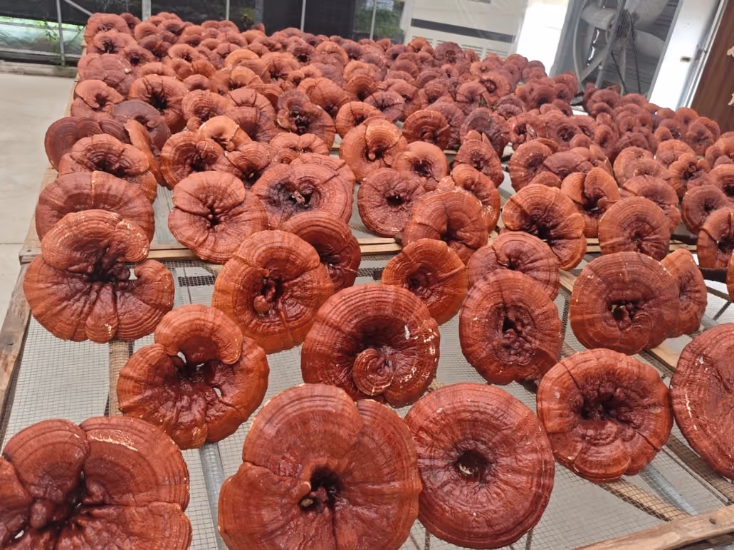 Reishi mushrooms (Ganoderma lucidum) fruiting from cultivation substrate blocks in a controlled indoor growing environment.