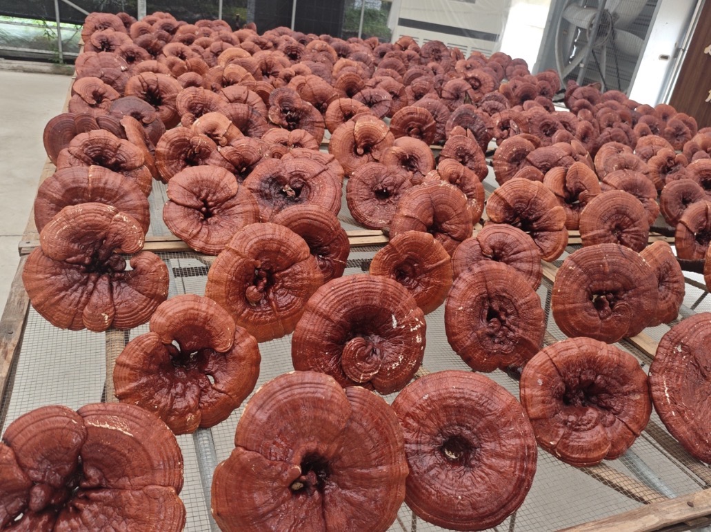 Reishi mushrooms (Ganoderma lucidum) fruiting from cultivation substrate blocks in a controlled indoor growing environment.