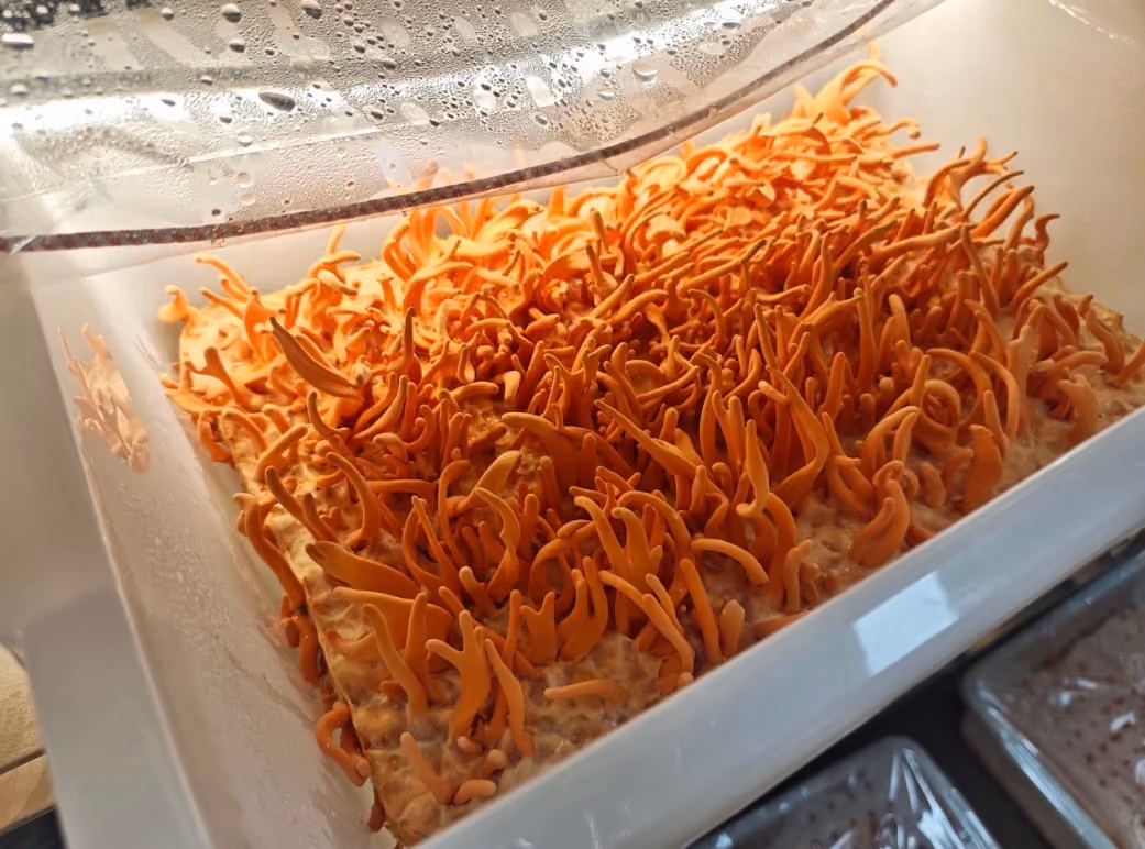 Cordyceps mushrooms (Cordyceps militaris) fruiting in glass cultivation jars within a controlled indoor mushroom cultivation facility.