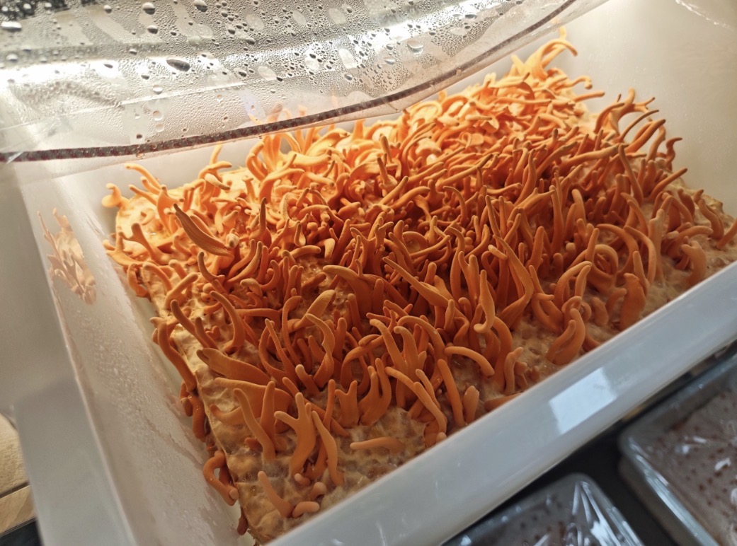 Cordyceps mushrooms (Cordyceps militaris) fruiting in glass cultivation jars within a controlled indoor mushroom cultivation facility.