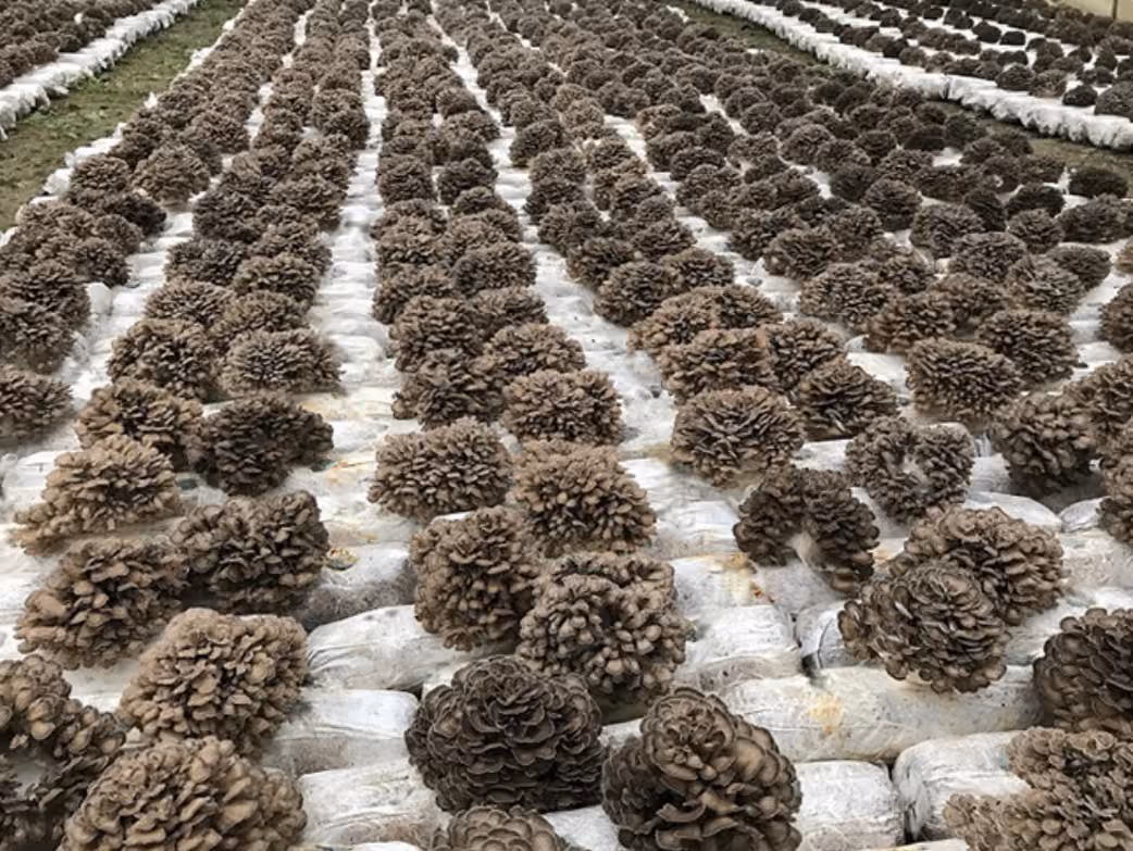Maitake mushrooms (Grifola frondosa) growing on substrate blocks in an indoor cultivation facility.
