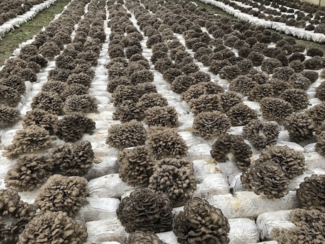 Maitake mushrooms (Grifola frondosa) growing on substrate blocks in an indoor cultivation facility.