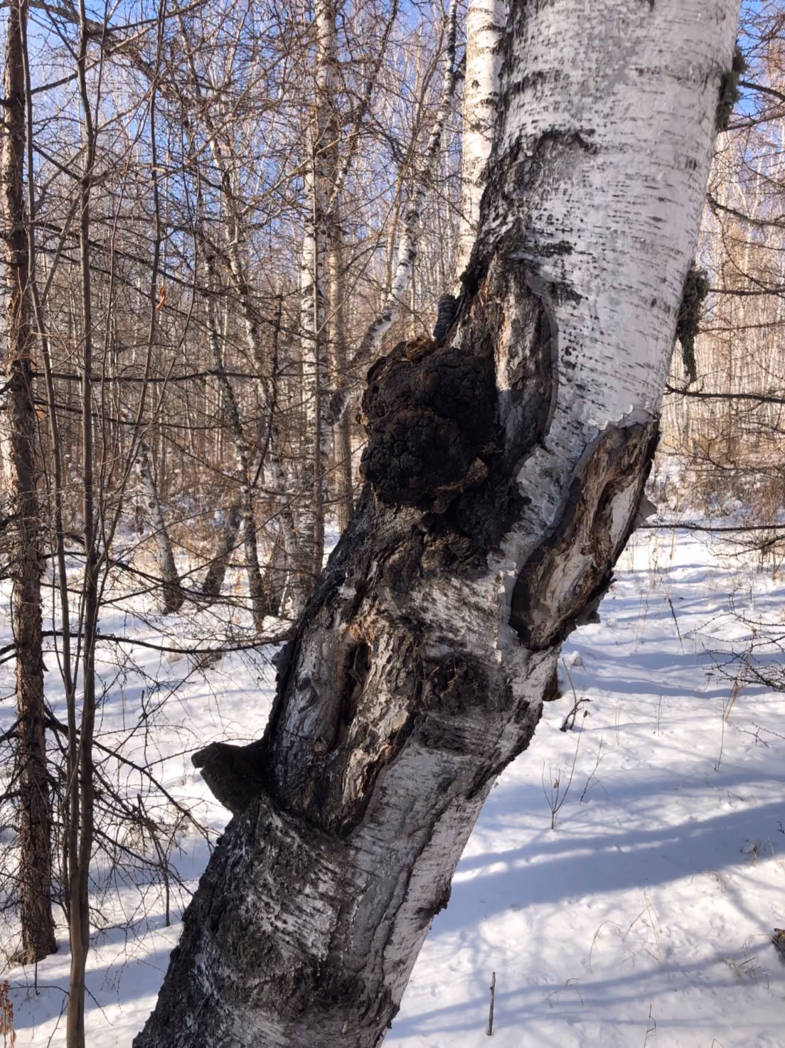 Chaga mushroom (Inonotus obliquus) growing naturally on a birch tree in a forest environment.
