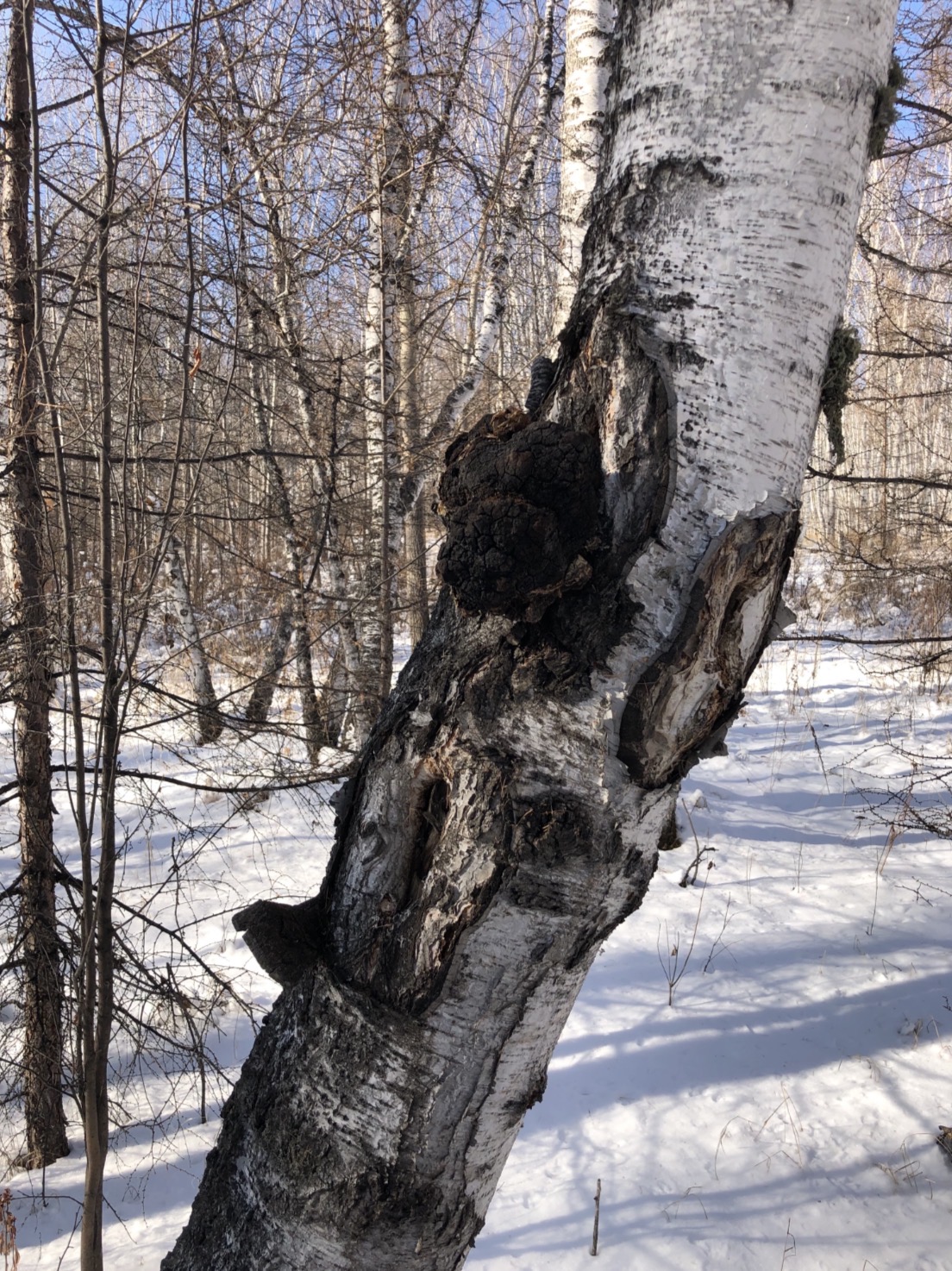 Chaga mushroom (Inonotus obliquus) growing naturally on a birch tree in a forest environment.