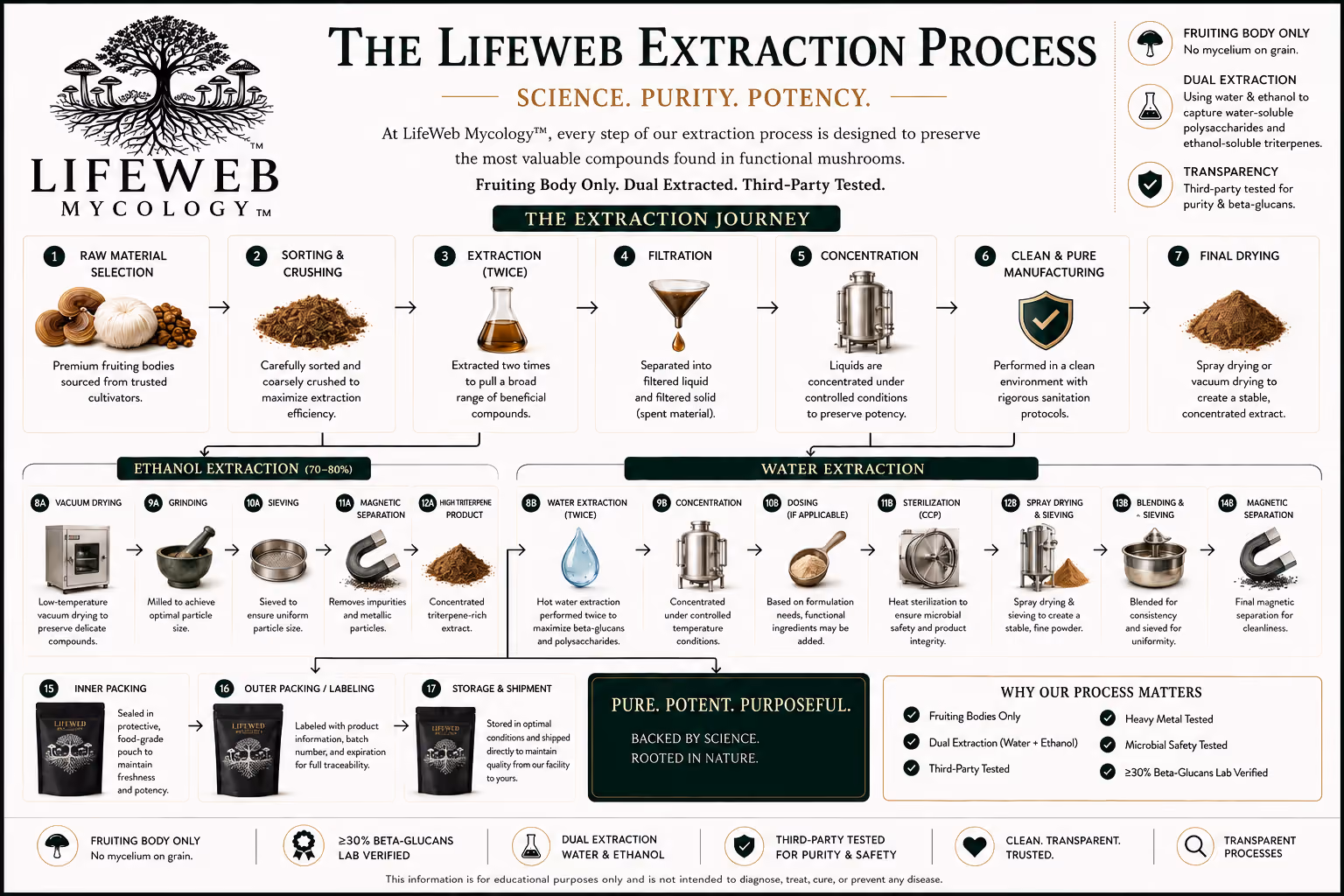 LifeWeb Mycology extraction process infographic showing fruiting body selection, dual extraction, filtration, concentration, testing, and final manufacturing standards.