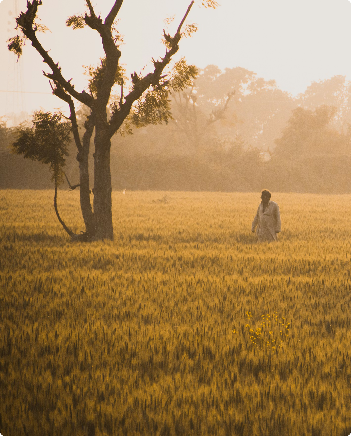 A man in a light tunic walking through a golden wheat field in warm morning haze, beside a tree with sparse branches.