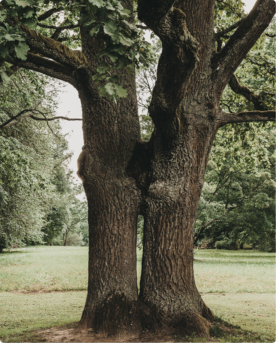Old oak tree with a thick trunk that splits in two near the base, standing in a green park.