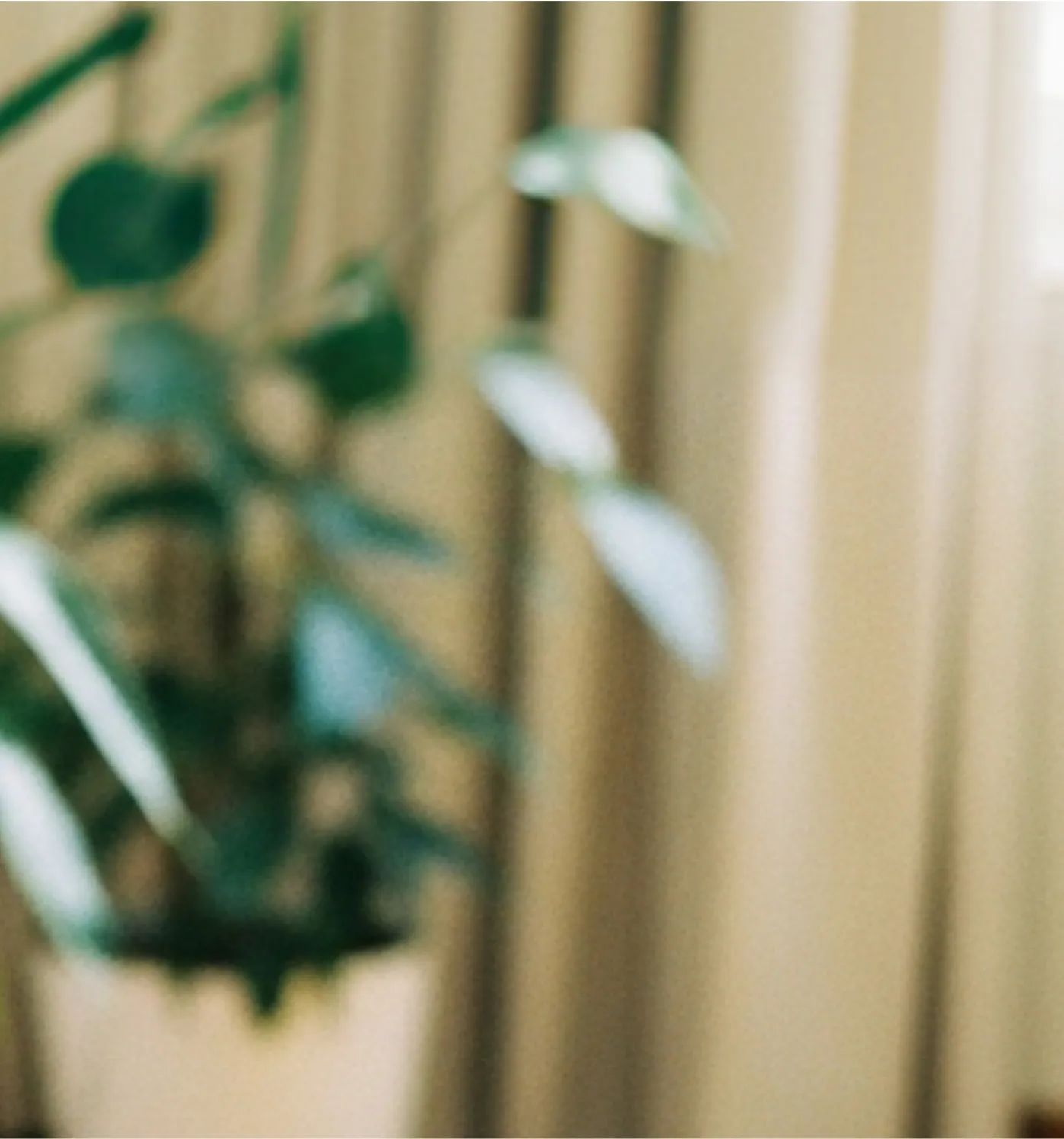 Blurred image of a green leafy plant in a light-colored pot against beige curtains.