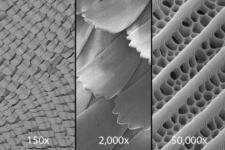 The scale, under the microscope.