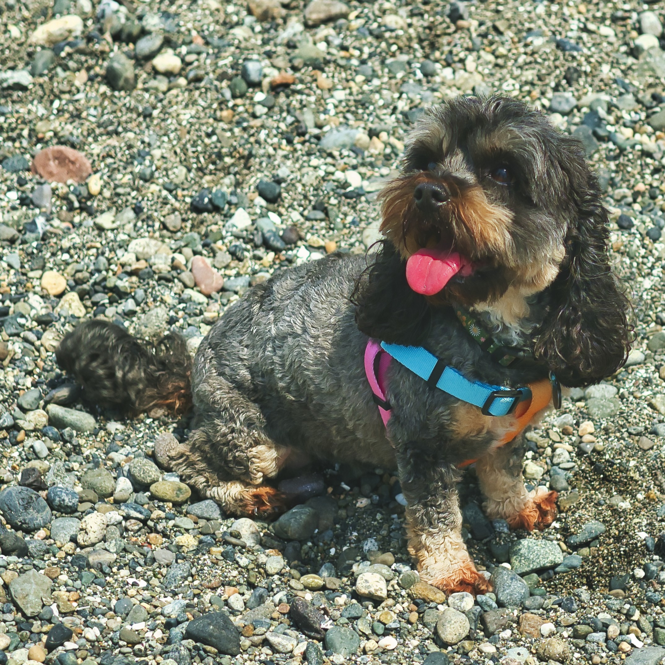 Small black and brown dog with curly fur and blue harness sitting on a rocky surface with tongue out. This is Margot. She is Anne's Cockapoo and the team's Chief Morale Officer.