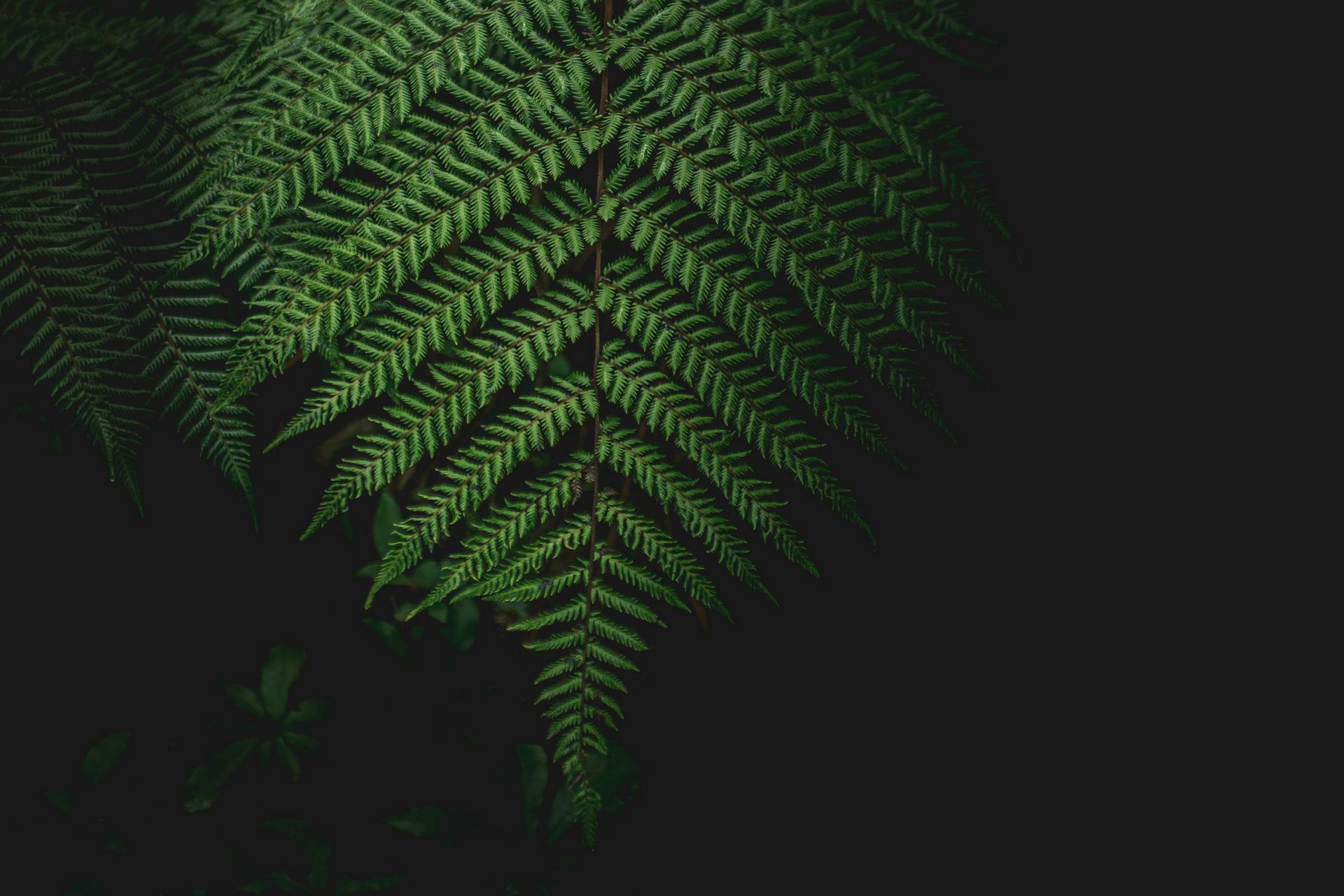 Close-up of vibrant green fern leaves against a dark background.
