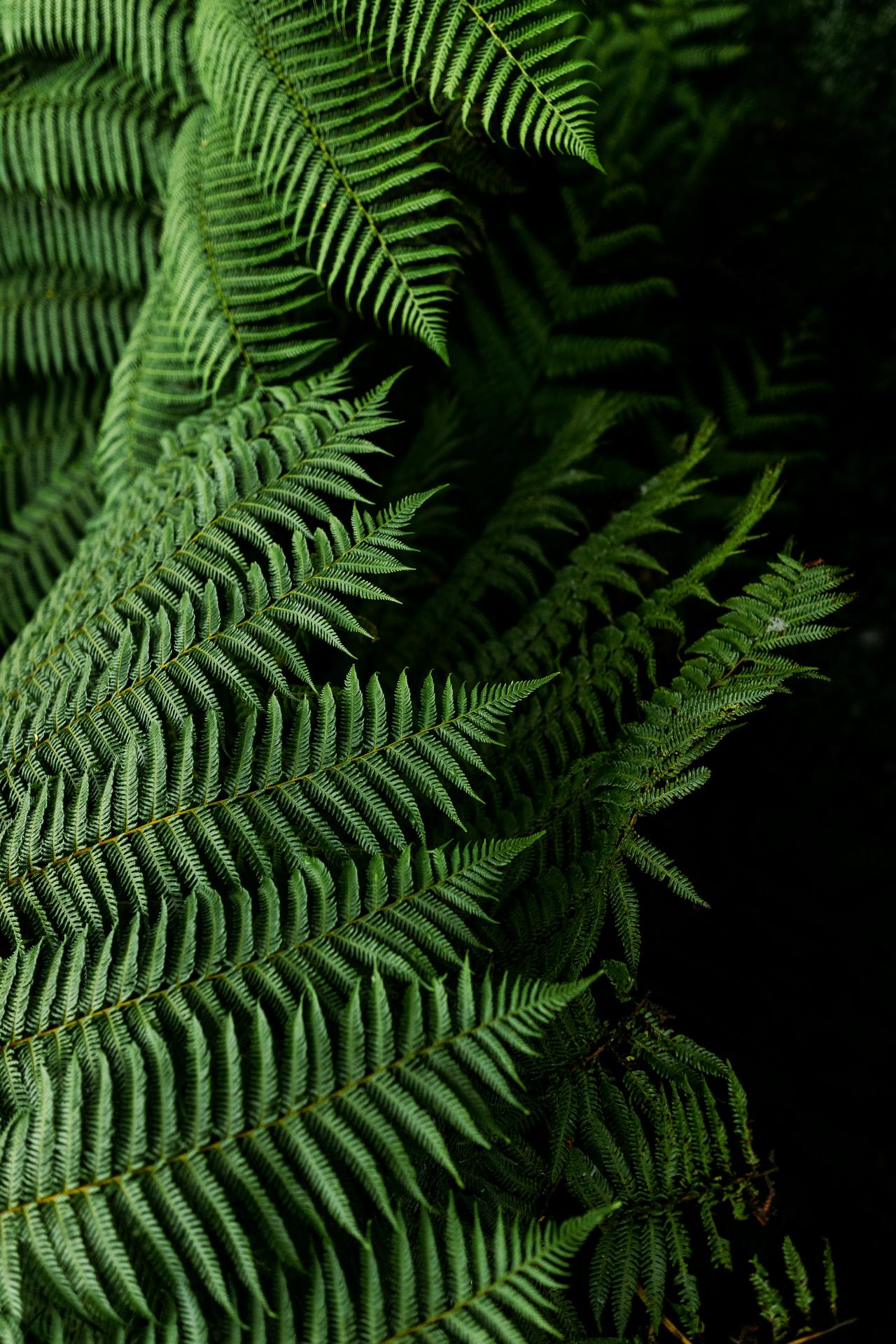 Close-up of lush green fern leaves with detailed fronds against a dark background.