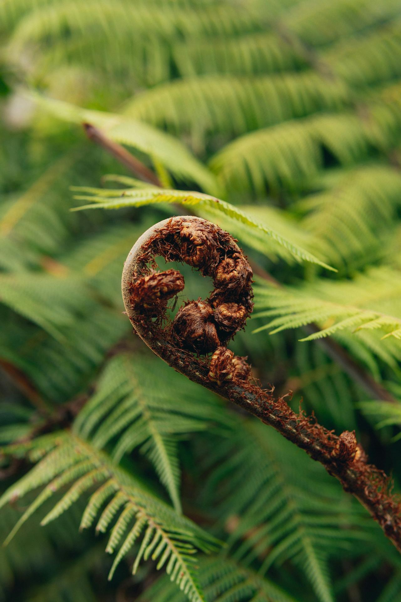 Close-up of a curled brown fern frond emerging among green fern leaves.