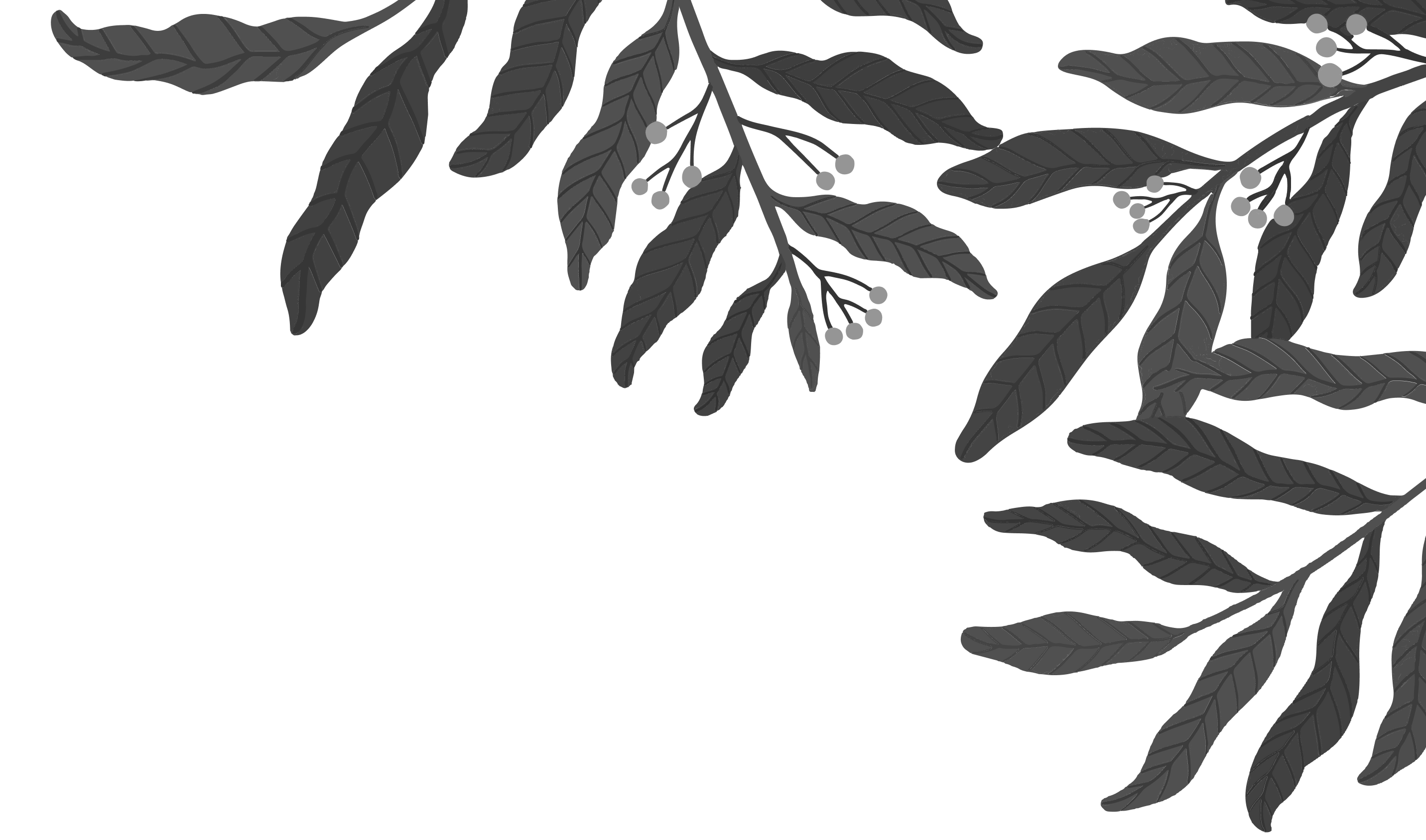 Gray scale illustration of fern leaves with small round berries in the top right corner.