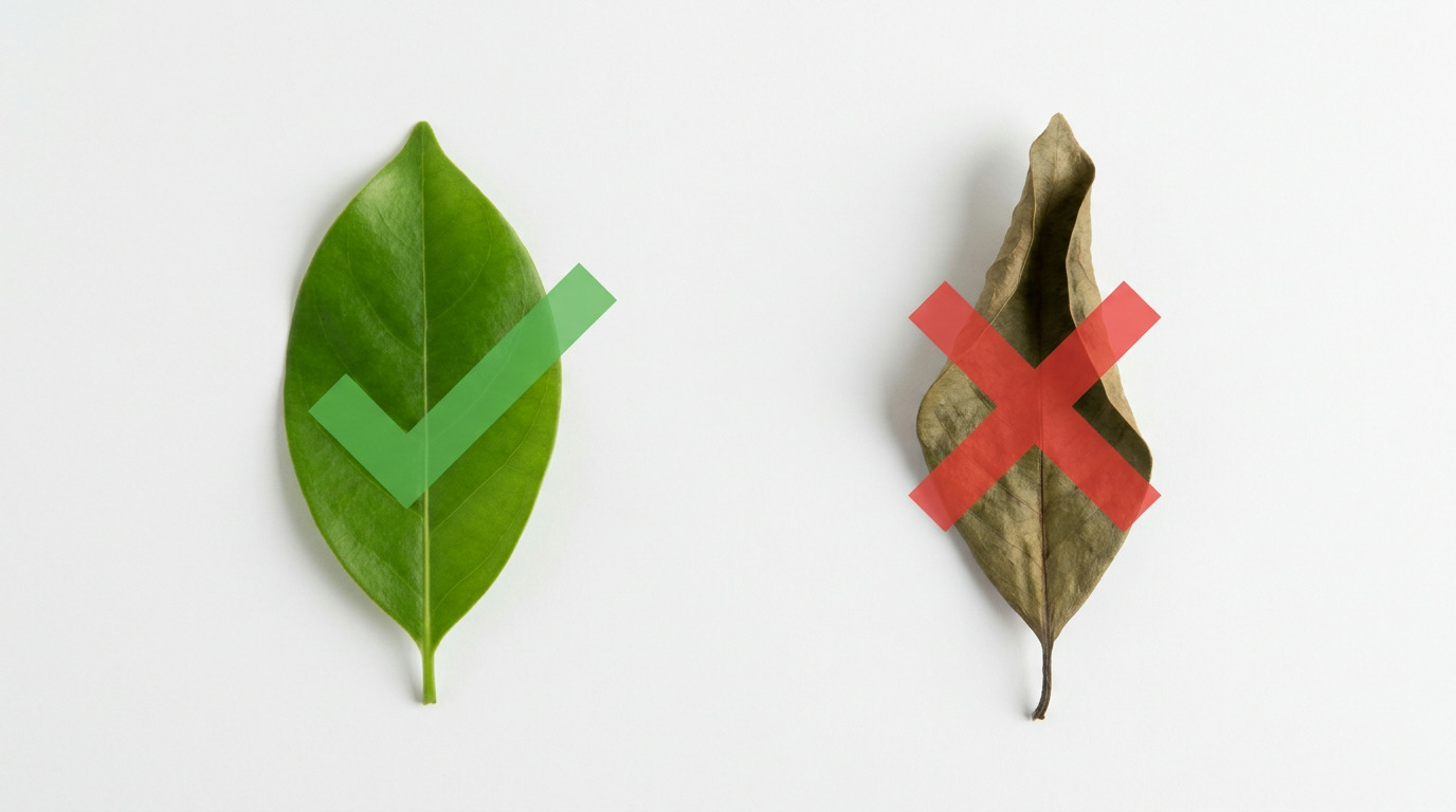 A vibrant green leaf with a green checkmark next to a dry brown leaf with a red X on a white background.