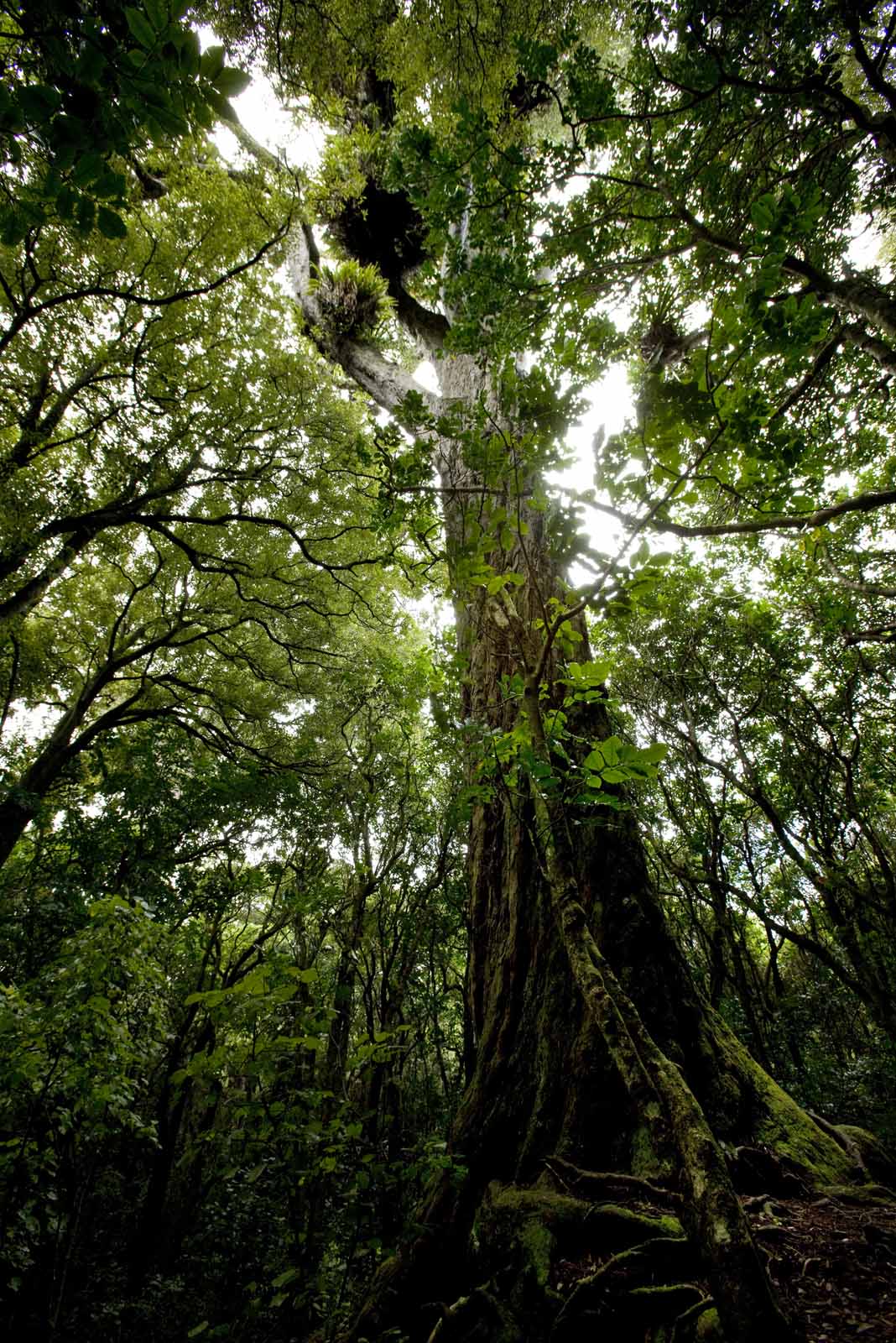 Massive ancient tree with thick roots covered in moss surrounded by dense green forest canopy.
