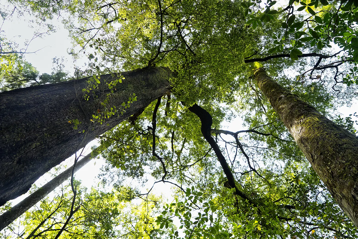 View looking up at tall trees with green leaves forming a canopy against a bright sky.