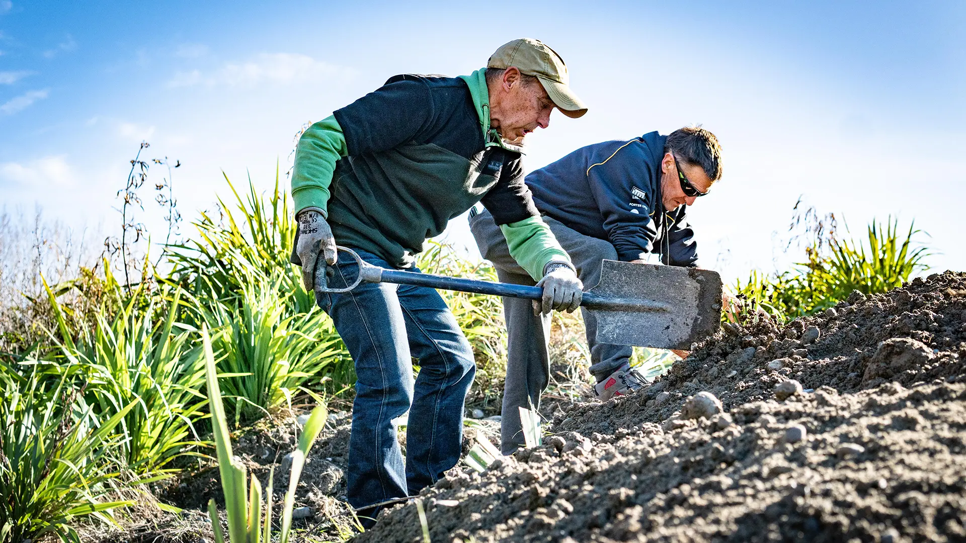 Young plants protected by orange tree guards on a sunlit hillside with bare trees in the background.