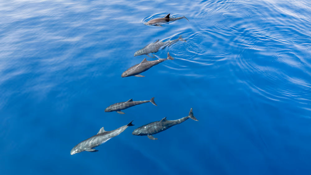 Seven dolphins swimming just below the clear blue ocean surface in a loose group.