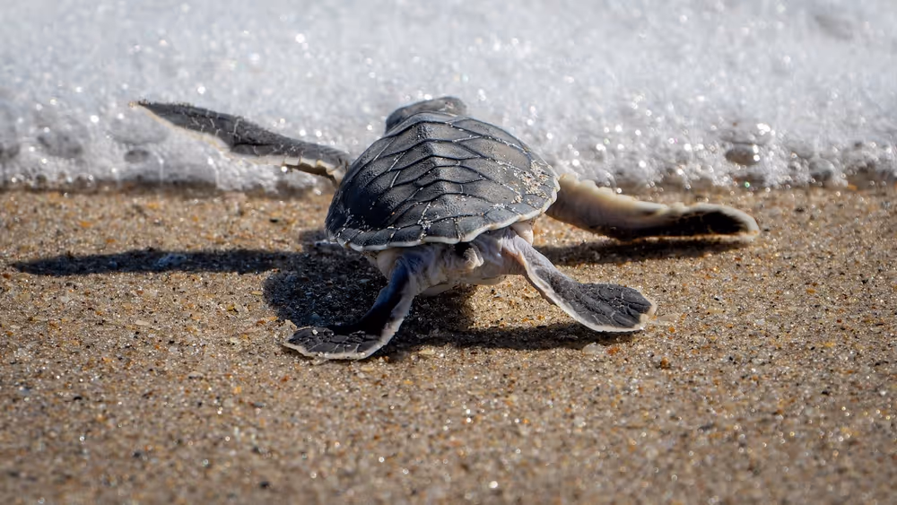 Baby sea turtle crawling on sandy beach towards ocean waves.
