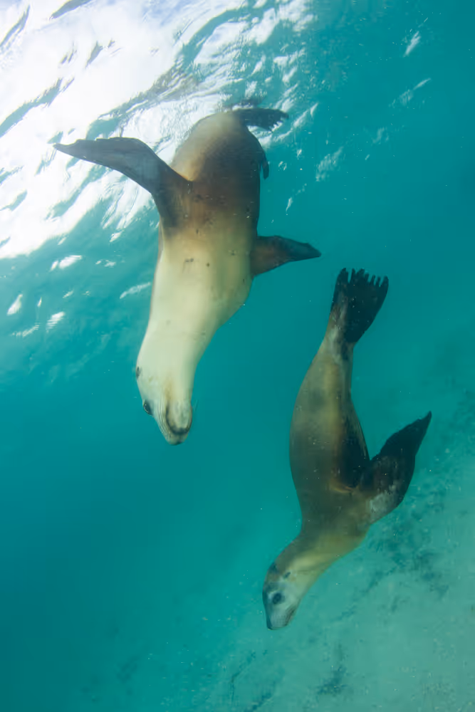 Two sea lions swimming underwater in clear blue-green ocean water.