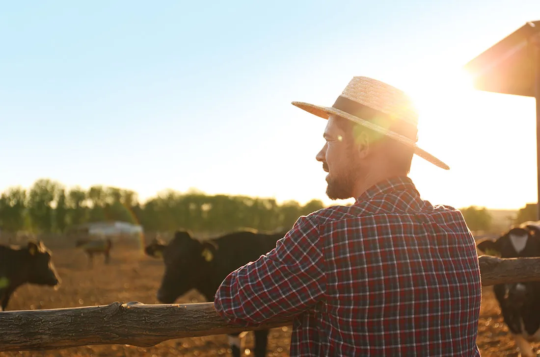 Farmer in a straw hat leaning on a fence looking over his cattle at sunset