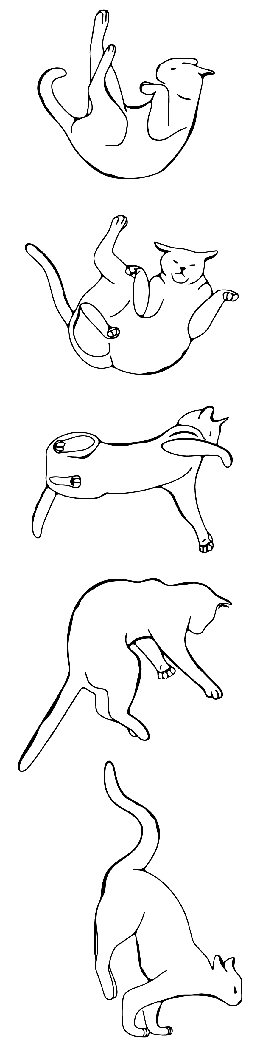 illustration of a cat falling vertically and landing