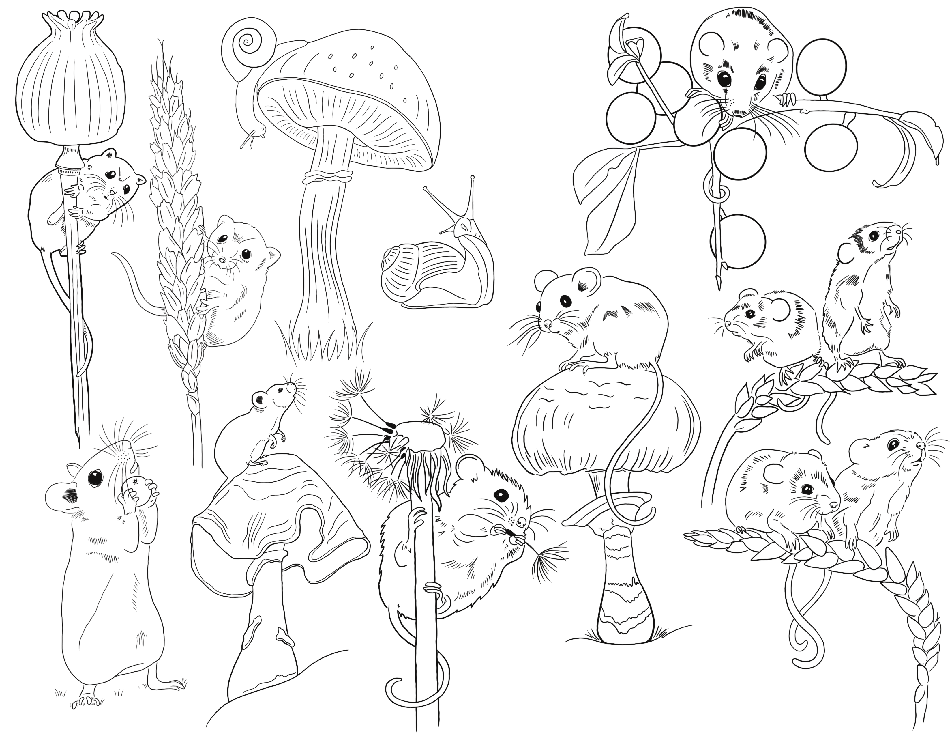 a collection of illustrations of harvest mice