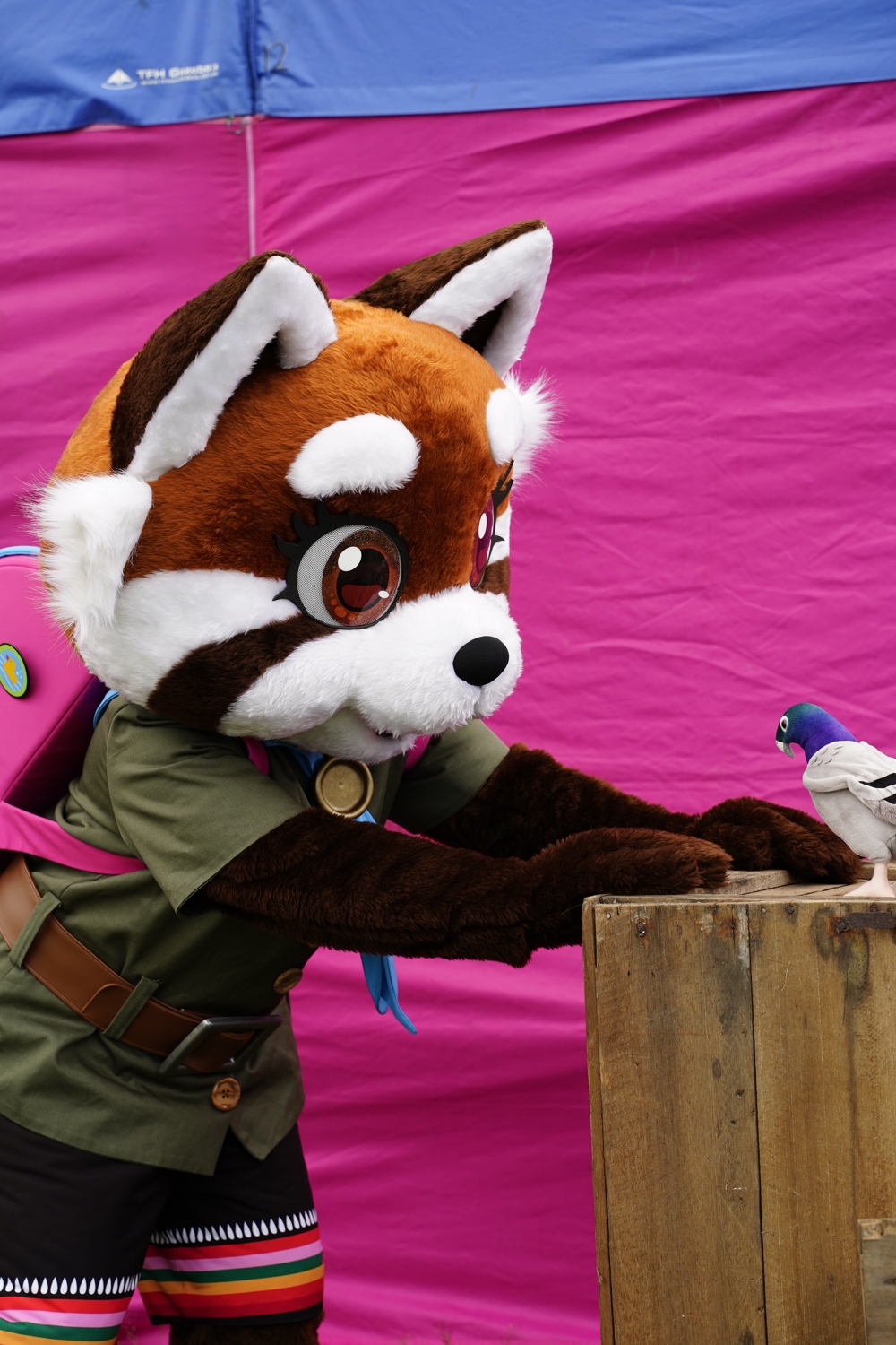 Maple is stood looking at her toy pigeon, which is placed on a wooden crate. A pink and blue gazebo is behind her.