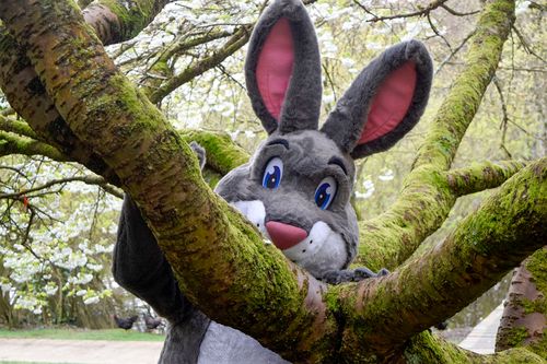 Truffles peeking over the branch of a cherry blossom tree in a forest.