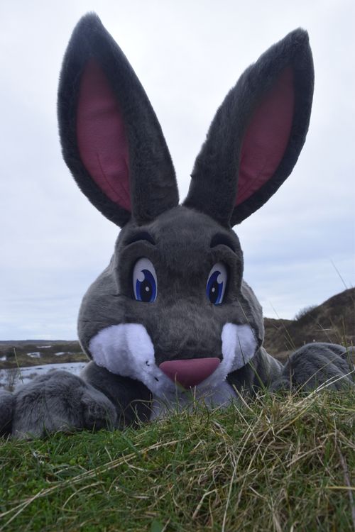 Truffles peaking over the top of a hill in the sandunes. A