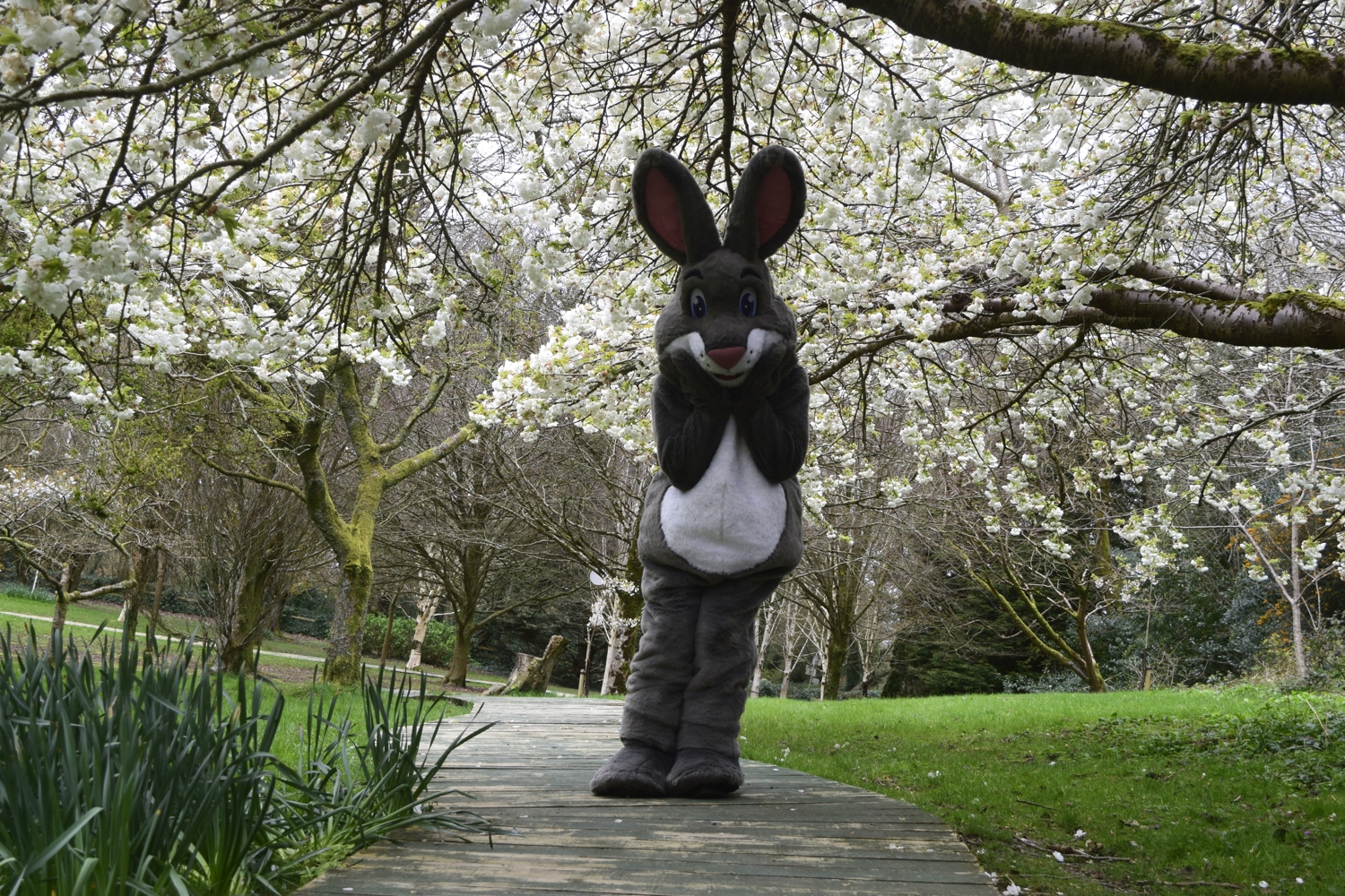 Truffles is stood on a wooden boardwalk through a forest. Plants are on either side and cherry blossom trees are flowering above him. He is stood with his paws by his muzzle.