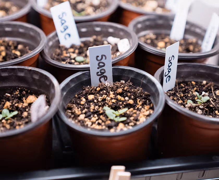 Multiple small brown pots with soil, each labeled with white tags reading 'Sage', containing tiny green sage seedlings.