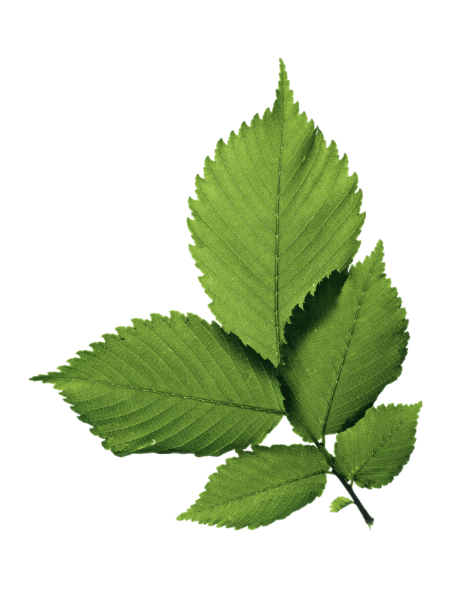 Leaf Image
