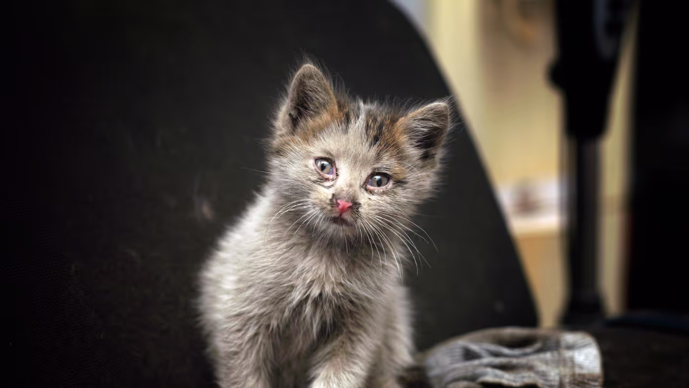 Feline Panleukopenia: Symptoms