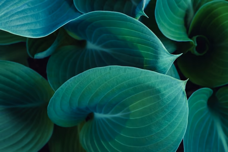 A close up of blue green hosta leaves with visible veins