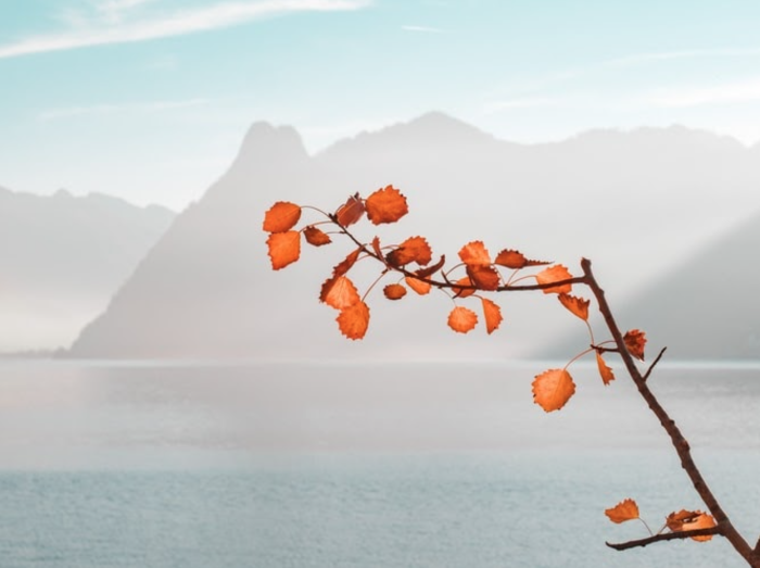 Autumn branch