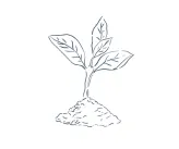 Sketch of a small plant with three leaves growing from a mound of soil.